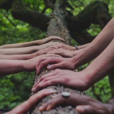 Bàn tay của nhiều người cùng đặt lên một rễ cây.